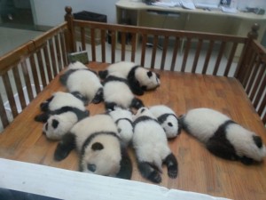 Bayi-bayi Panda