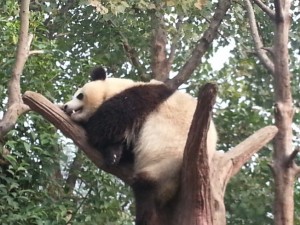 Seekor Giant Panda di Chengdu Base Research